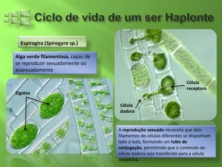 Espirogira (Spirogyra sp.)

Alga verde filamentosa, capaz de
se reproduzir sexuadamente ou
assexuadamente

                                                                    Célula
                                                                    receptora
Zigotos

                                   Célula
                                   dadora


                                   A reprodução sexuada necessita que dois
                                   filamentos de células diferentes se disponham
                                   lado a lado, formando um tubo de
                                   conjugação, permitindo que o conteúdo da
                                   célula dadora seja transferido para a célula
                                   receptora.
 