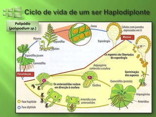 Polipódio
(polypodium sp.)
 