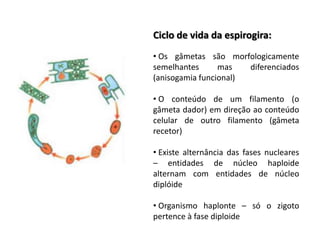 Ciclo de vida da espirogira:
• Os gâmetas são morfologicamente
semelhantes      mas   diferenciados
(anisogamia funcional)

• O conteúdo de um filamento (o
gâmeta dador) em direção ao conteúdo
celular de outro filamento (gâmeta
recetor)

• Existe alternância das fases nucleares
– entidades de núcleo haploide
alternam com entidades de núcleo
diplóide

• Organismo haplonte – só o zigoto
pertence à fase diploide
 