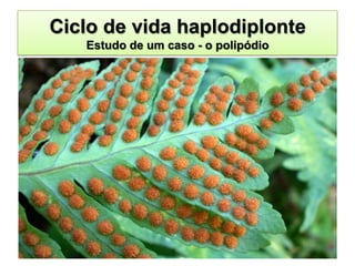 Ciclo de vida haplodiplonte
   Estudo de um caso - o polipódio
 