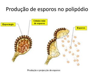 Produção de esporos no polipódio
 