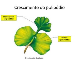 Crescimento do polipódio
 