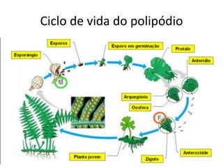 Ciclo de vida do polipódio
 