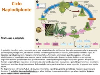 Ciclo
 Haplodiplonte




Neste caso o polipódio



O polipódio é um feto muito comum no nosso país, sobretudo em locais húmidos. Reproduz-se por reprodução assexuada,
por multiplicação vegetativa, através dos rizomas, e também por reprodução sexuada, como se representa na figura. Na
época da reprodução surgem, na página inferior das folhas, formações amareladas, que são grupos de estruturas
pluricelulares, os esporângios, que, quando jovens, contêm células-mães de esporos. Estas dividem-se por meiose,
originando esporos que são libertados quando maduros. Cada esporo origina um protalo quando germina. No protalo
formam-se gametângios masculinos produtores de anterozóides (gâmetas masculinos) e gametângios femininos produtores
de gâmetas femininos. O zigoto resultante da fecundação começa a desenvolver-se sobre o protalo, originando uma planta
adulta.
No diagrama II, as estruturas A, B, C e D são, respetivamente, esporângio, protalo, gametângio masculino e gametângio
feminino. O polipódio é um ser haplodiplonte, e a fase diplóide é mais desenvolvida do que a fase haplóide. A planta
adulta está incluída na fase diplóide.
 