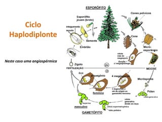 Ciclo
  Haplodiplonte


Neste caso uma angiospérmica
 