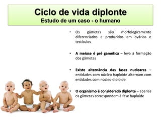 Ciclo de vida diplonte
 Estudo de um caso - o humano

           •   Os      gâmetas   são    morfologicamente
               diferenciados e produzidos em ovários e
               testículos

           •   A meiose é pré gamética – leva à formação
               dos gâmetas

           •   Existe alternância das fases nucleares –
               entidades com núcleo haploide alternam com
               entidades com núcleo diploide

           •   O organismo é considerado diplonte – apenas
               os gâmetas correspondem à fase haploide
 