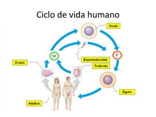 Ciclo de vida humano
 
