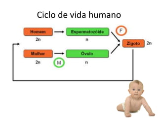 Ciclo de vida humano
 