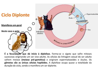 Ciclo Diplonte
Mamíferos em geral

Neste caso o gato




  É a fecundação que dá início à diplofase. Forma-se o zigoto que sofre mitoses
  sucessivas originando um ser vivo adulto. As células da linhagem sexual do ser adulto
  sofrem meiose (meiose pré-gamética) e originam espermatozoides e óvulos. Os
  gâmetas são as únicas células haplóides. A diplofase ocupa quase a totalidade da
  duração do ciclo, sendo o mamífero um ser diplonte.
 