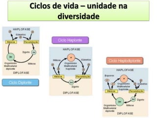Ciclos de vida – unidade na
        diversidade
 