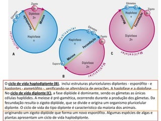 O ciclo de vida haplodiplonte (B), inclui estruturas pluricelulares diplontes - esporófito - e
haplontes de vida haplonte (A), a fase haplóide é agerações. A haplofase estando a fase
 No ciclo - gametófito -, verificando-se alternância de mais desenvolvida, e a diplofase
No ciclo de vida diplonte (C), a A meiosea é é dominante, ocorre gâmetas àa únicas
alternam, reduzidabem zigoto. fase diplóide pós-zigótica esendo os a seguir as formação do
 diplóide estando ao desenvolvidas, e reprodução assexuada alterna com reprodução
células haplóides. A meiose é pré-gamética, ocorrendo durante a produção resultam células
sexuada. A meiosenão se produzindo gâmetas. Daa meiose pós-zigótica dos gâmetas. Da
 zigoto diplóide, é pré-espórica e ocorre aquando produção dos esporos haplóides pelo
fecundação resulta Os esporos por que se sucessivas, dando origem pluricelular por
esporófito diplóide.o zigoto diplóide,mitosesdivide e origina um organismoa um organismo
 haplóides, que se dividem, sofrem mitoses sucessivas, originando o gametófito que,
diplonte. O ciclo de vida que produz gâmetas. A maioria os gâmetas animais. protistas e
 pluricelular haplonte, do tipo diplonte é característico da dos fungos, alguns
mitoses sucessivas, produz gâmetas. Durante a fecundação, maioria dos fundem-se,
 algumas algas, como a espirogira, têm um ciclo de vida haplonte.
originando um zigoto diplóide que forma um novo esporófito. Algumas espécies de algas e
plantas apresentam um ciclo de vida haplodiplonte.
 