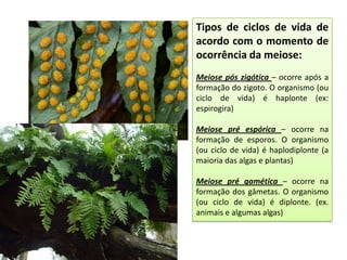Tipos de ciclos de vida de
acordo com o momento de
ocorrência da meiose:
Meiose pós zigótica – ocorre após a
formação do zigoto. O organismo (ou
ciclo de vida) é haplonte (ex:
espirogira)

Meiose pré espórica – ocorre na
formação de esporos. O organismo
(ou ciclo de vida) é haplodiplonte (a
maioria das algas e plantas)

Meiose pré gamética – ocorre na
formação dos gâmetas. O organismo
(ou ciclo de vida) é diplonte. (ex.
animais e algumas algas)
 