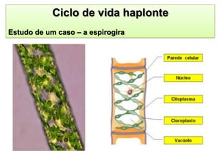 Ciclo de vida haplonte
Estudo de um caso – a espirogira
 