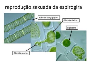 reprodução sexuada da espirogira
                    Tubo de conjugação
                                         Gâmeta dador


                                            zigósporo




   Gâmeta recetor
 