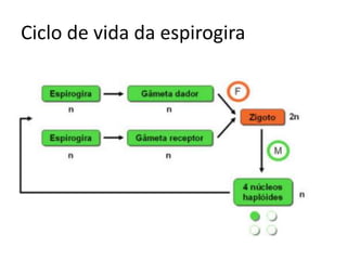 Ciclo de vida da espirogira
 