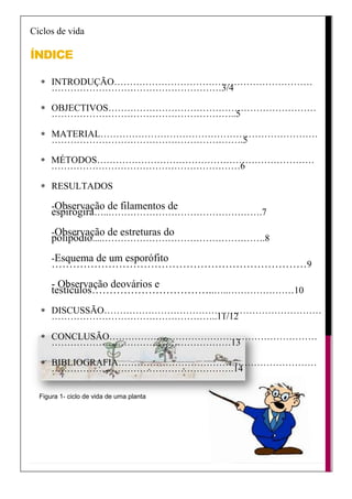 Ciclos de vida

ÍNDICE

      INTRODUÇÃO………………………………………………………
      ………………………………………………3/4

      OBJECTIVOS…………………………………………………………
      …………………………………………………..5

      MATERIAL……………………………………………………………
      …………………………………………………….5

      MÉTODOS……………………………………………………………
      ……………………………………………………6

      RESULTADOS

      -Observação de filamentos de
      espirógira…..………………………………………….7
      -Observação de estreturas do
      polipódio....…………………………………………….8
      -Esquema de um esporófito
      ………………………………………………………………9
      - Observação deovários e
      testículos……………………………..…..…………………10
      DISCUSSÃO……………………………………………………………
      ……………………………………………..11/12

      CONCLUSÃO…………………………………………………………
      …………………………………………………13

      BIBLIOGRAFIA………………………………………………………
      ………………………………………………….14

  Figura 1- ciclo de vida de uma planta
 