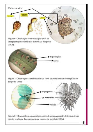 Ciclos de vida




Figura 6- Observação ao microscópio ópico de
uma prearação definitiva de esporos do polipódio
(150x).




                                               Esporângios
                                                   Soros




Figura 7- Observação á lupa binocular de soros da parte interior do megáfilo do
polipódio (40x).




Figura 8- Observação ao microscópio óptico de uma preparação definitiva de um
protalo resultante da germinação de esporos de polipódio(100x).
                                                                                  8
 