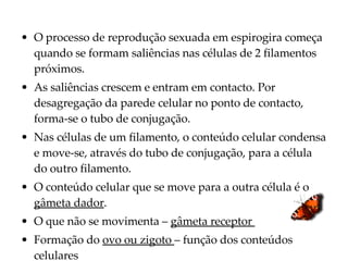 O processo de reprodução sexuada em espirogira começa quando se formam saliências nas células de 2 filamentos próximos. As saliências crescem e entram em contacto. Por desagregação da parede celular no ponto de contacto, forma-se o tubo de conjugação. Nas células de um filamento, o conteúdo celular condensa e move-se, através do tubo de conjugação, para a célula do outro filamento. O conteúdo celular que se move para a outra célula é o  gâmeta dador . O que não se movimenta –  gâmeta receptor  Formação do  ovo ou zigoto  – função dos conteúdos celulares 