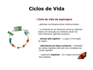 Ciclos de Vida ►   Ciclo de vida da espirogira ▹  organismo  haplonte  - só o zigoto pertence à fase diplóide. ▹  o conteúdo de um filamento move-se (gâmeta dador) em direcção ao conteúdo celular de outro filamento (gâmeta receptor). ▹  meiose pós-zigótica  – a seguir à formação do zigoto. ▹  gâmetas morfologicamente indiferenciados. ▹  alternância de fases nucleares  – entidades de núcleo haplóide alternam com entidades de núcleo diplóide. 