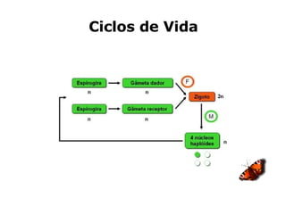 Ciclos de Vida 