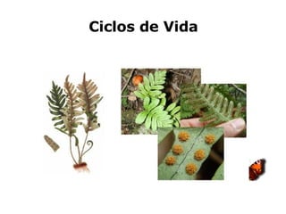 Ciclos de Vida 