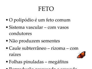 FETO O polipódio é um feto comum Sistema vascular – com vasos condutores Não produzem sementes Caule subterrâneo – rizoma – com raízes Folhas pinuladas – megáfitos Reprodução assexuada e sexuada 