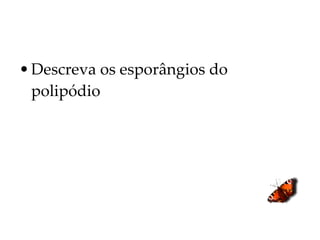 Descreva os esporângios do polipódio 