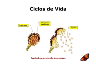 Ciclos de Vida Produção e projecção de esporos 