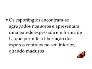 Os esporângios encontram-se agrupados nos soros e apresentam uma parede espessada em forma de U, que permite a libertação dos esporos contidos no seu interior, quando maduros 