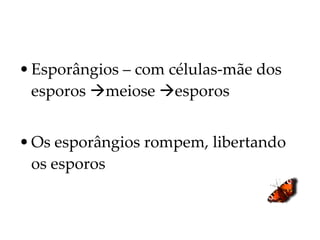 Esporângios – com células-mãe dos esporos   meiose   esporos Os esporângios rompem, libertando os esporos 