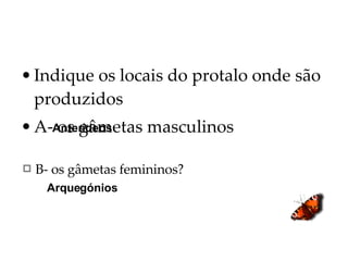 Indique os locais do protalo onde são produzidos A- os gâmetas masculinos Anterídeos B- os gâmetas femininos? Arquegónios 