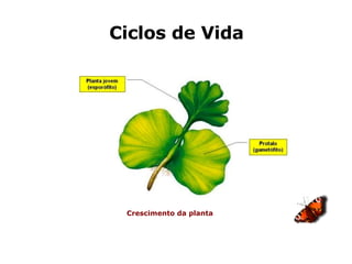 Ciclos de Vida Crescimento da planta 