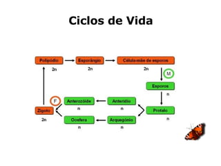 Ciclos de Vida 