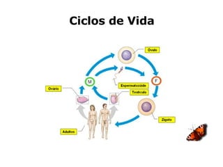 Ciclos de Vida 