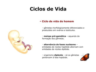Ciclos de Vida ►   Ciclo de vida do homem ▹  gâmetas morfologicamente diferenciados e produzidos em ovários e testículos. ▹  meiose pré-gamética  – aquando da formação dos gâmetas. ▹  alternância de fases nucleares  – entidades de núcleo haplóide alternam com entidades de núcleo diplóide. ▹  organismo  diplonte  – só os gâmetas pertencem à fase haplóide. 