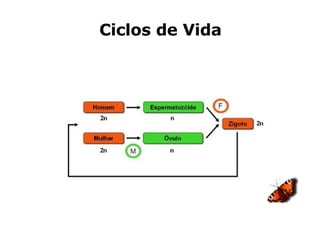 Ciclos de Vida 