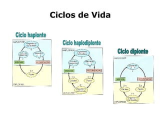 Ciclos de Vida Ciclo diplonte Ciclo haplonte Ciclo haplodiplonte 