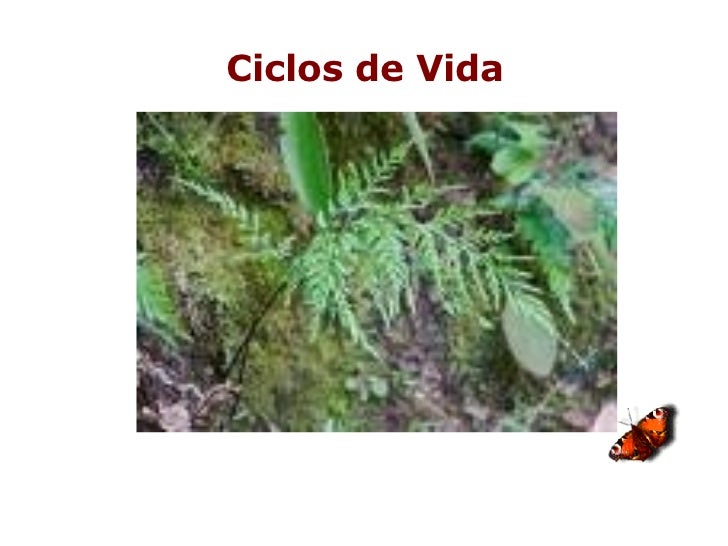 Ciclos de Vida 