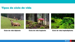 Tipos de ciclo de vida
Ciclo de vida diplonte Ciclo de vida haplonte Ciclo de vida haplodiplonte