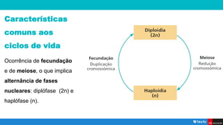 Características
comuns aos
ciclos de vida
Ocorrência de fecundação
e de meiose, o que implica
alternância de fases
nucleares: diplófase (2n) e
haplófase (n).