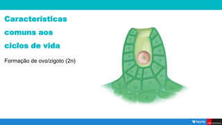 Características
comuns aos
ciclos de vida
Formação de ovo/zigoto (2n)