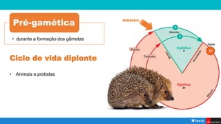 • durante a formação dos gâmetas
Pré-gamética meiose
Ciclo de vida diplonte
• Animais e protistas