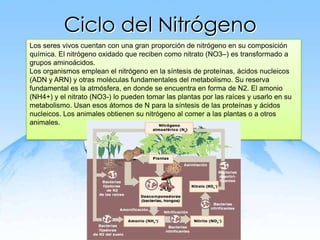 Ciclo del Nitrógeno
Los seres vivos cuentan con una gran proporción de nitrógeno en su composición
química. El nitrógeno oxidado que reciben como nitrato (NO3–) es transformado a
grupos aminoácidos.
Los organismos emplean el nitrógeno en la síntesis de proteínas, ácidos nucleicos
(ADN y ARN) y otras moléculas fundamentales del metabolismo. Su reserva
fundamental es la atmósfera, en donde se encuentra en forma de N2. El amonio
(NH4+) y el nitrato (NO3-) lo pueden tomar las plantas por las raíces y usarlo en su
metabolismo. Usan esos átomos de N para la síntesis de las proteínas y ácidos
nucleicos. Los animales obtienen su nitrógeno al comer a las plantas o a otros
animales.
 