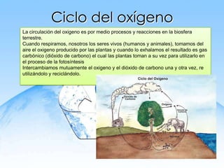 Ciclo del oxígeno
La circulación del oxigeno es por medio procesos y reacciones en la biosfera
terrestre.
Cuando respiramos, nosotros los seres vivos (humanos y animales), tomamos del
aire el oxigeno producido por las plantas y cuando lo exhalamos el resultado es gas
carbónico (dióxido de carbono) el cual las plantas toman a su vez para utilizarlo en
el proceso de la fotosíntesis
Intercambiamos mutuamente el oxigeno y el dióxido de carbono una y otra vez, re
utilizándolo y reciclándolo.
 