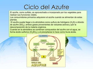 Ciclo del Azufre
El azufre, como sulfato, es aprovechado e incorporado por los vegetales para
realizar sus funciones vitales.
Los consumidores primarios adquieren el azufre cuando se alimentan de estas
plantas.
El azufre puede llegar a la atmósfera como sulfuro de hidrógeno (H2S) o dióxido
de azufre (SO2), ambos gases provenientes de volcanes activos y por la
descomposición de la materia orgánica.
Cuando en la atmósfera se combinan compuestos del azufre con el agua, se
forma ácido sulfúrico (H2SO4) y al precipitarse lo hace como lluvia ácida.
 