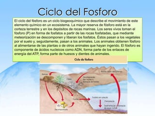 Ciclo del Fosforo
El ciclo del fósforo es un ciclo biogeoquímico que describe el movimiento de este
elemento químico en un ecosistema. La mayor reserva de fósforo está en la
corteza terrestre y en los depósitos de rocas marinas. Los seres vivos toman el
fósforo (P) en forma de fosfatos a partir de las rocas fosfatadas, que mediante
meteorización se descomponen y liberan los fosfatos. Éstos pasan a los vegetales
por el suelo y, seguidamente, pasan a los animales. Los animales obtienen fósforo
al alimentarse de las plantas o de otros animales que hayan ingerido. El fósforo es
componente de ácidos nucleicos como ADN, forma parte de los enlaces de
energía del ATP, forma parte de huesos y dientes de animales.
 