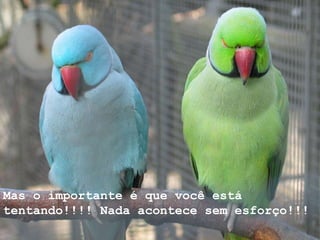 Mas o importante é que você está tentando!!!! Nada acontece sem esforço!!!  