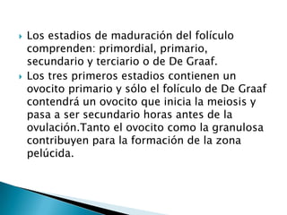    Los estadios de maduración del folículo
    comprenden: primordial, primario,
    secundario y terciario o de De Graaf.
   Los tres primeros estadios contienen un
    ovocito primario y sólo el folículo de De Graaf
    contendrá un ovocito que inicia la meiosis y
    pasa a ser secundario horas antes de la
    ovulación.Tanto el ovocito como la granulosa
    contribuyen para la formación de la zona
    pelúcida.
 