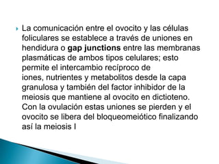    La comunicación entre el ovocito y las células
    foliculares se establece a través de uniones en
    hendidura o gap junctions entre las membranas
    plasmáticas de ambos tipos celulares; esto
    permite el intercambio recíproco de
    iones, nutrientes y metabolitos desde la capa
    granulosa y también del factor inhibidor de la
    meiosis que mantiene al ovocito en dictioteno.
    Con la ovulación estas uniones se pierden y el
    ovocito se libera del bloqueomeiótico finalizando
    así la meiosis I
 