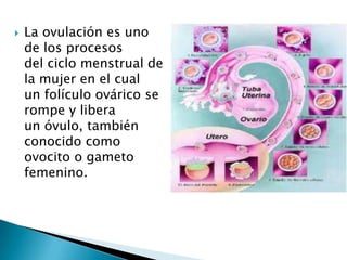    La ovulación es uno
    de los procesos
    del ciclo menstrual de
    la mujer en el cual
    un folículo ovárico se
    rompe y libera
    un óvulo, también
    conocido como
    ovocito o gameto
    femenino.
 